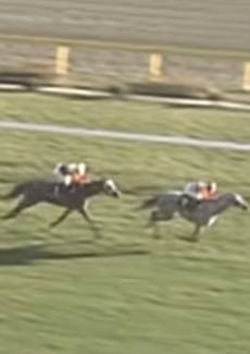 Umamusume: Cinderella Gray